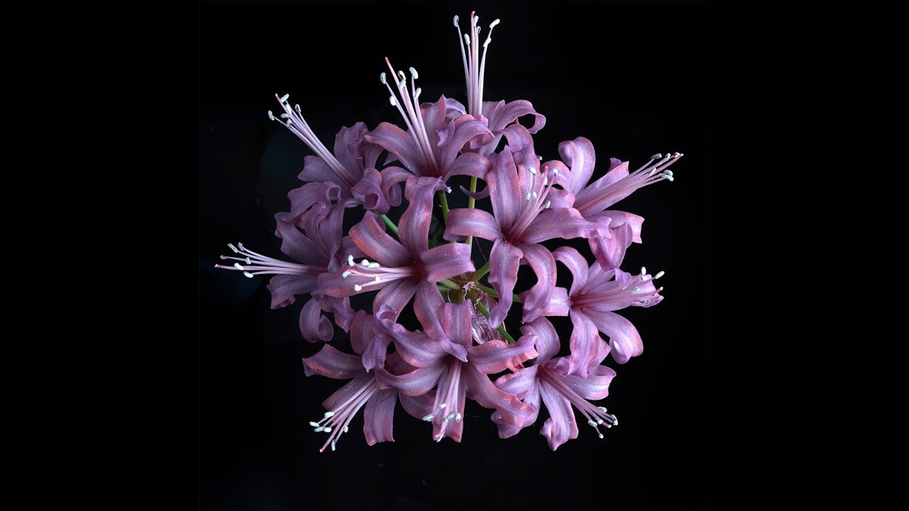 The Exbury Nerines