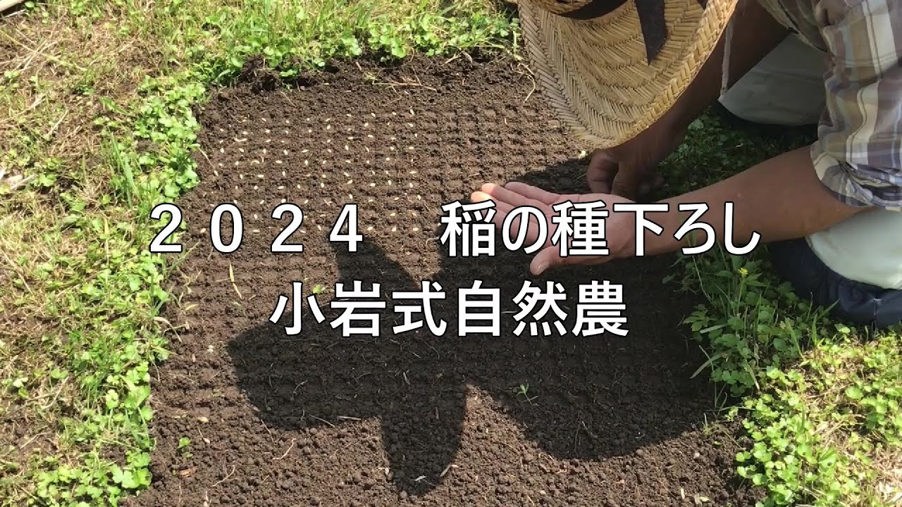 2024稲の種下ろし