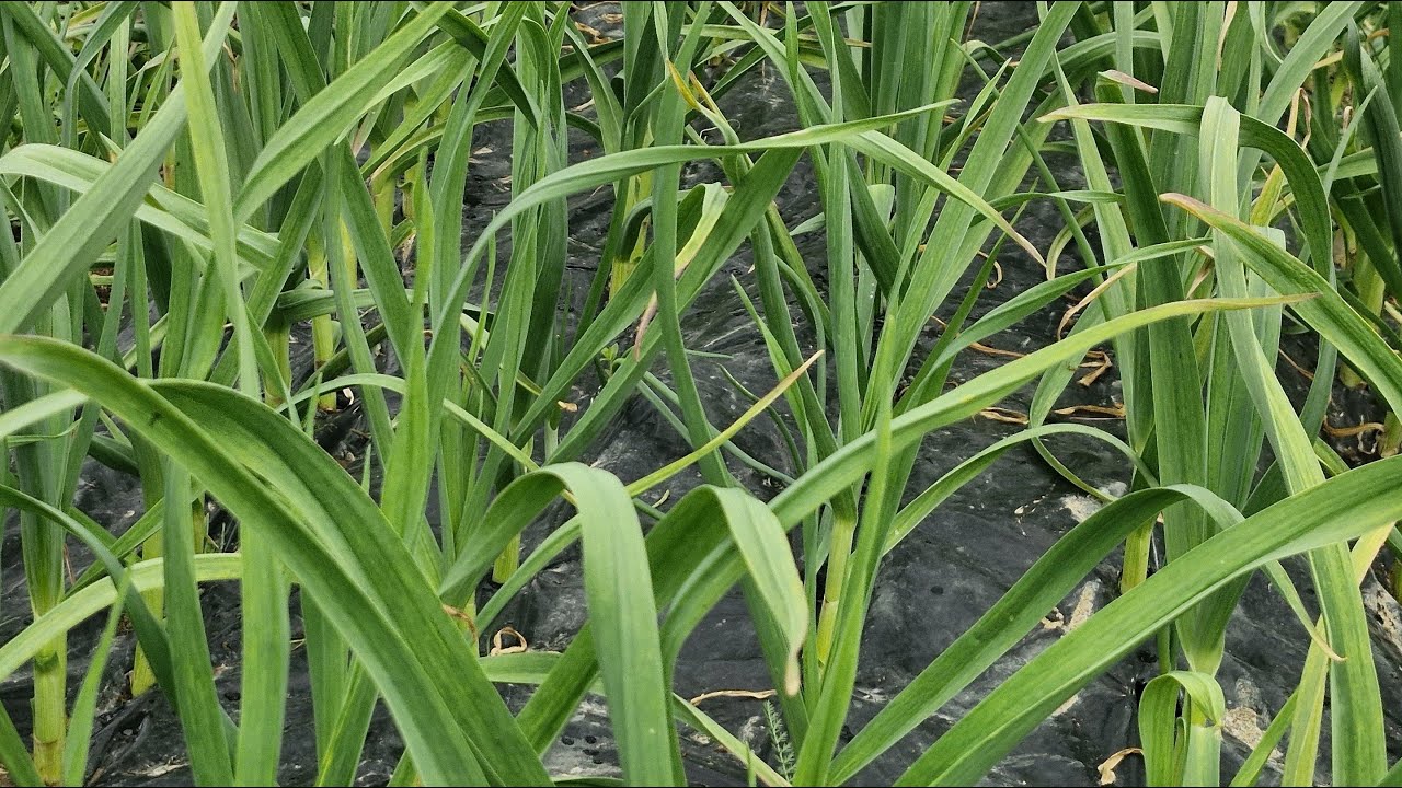 Sada ovim đubrivom prihranite bijeli luk za krupne stabljike i glavice