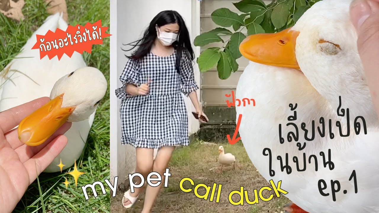 My Pet Call Duck | เลี้ยงเป็ดในบ้าน แนะนำสมาชิกใหม่ 1 ก้อน 🤣