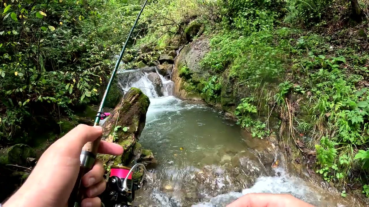 Native trout fishing in a beautiful small creek / Կարմրախայտի որս փոքր առվակում