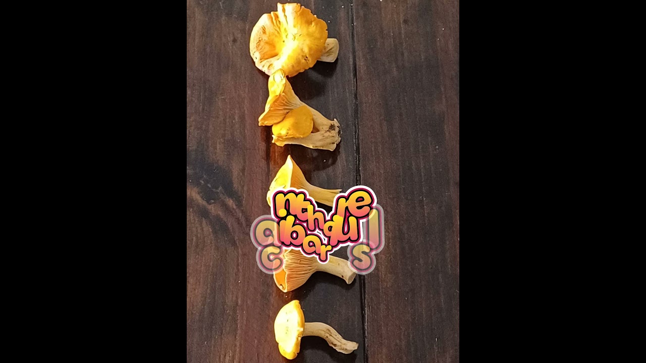 *Russula lepida* and *Cantharellus cibarius*, the glorious Golden Chanterelle.