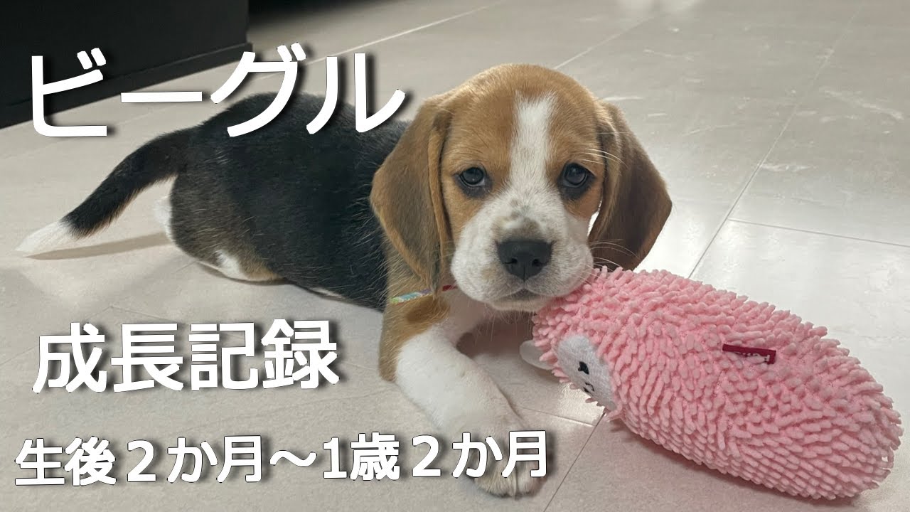 【ビーグル】家族になって１年振り返り　こんなに大きくなりました