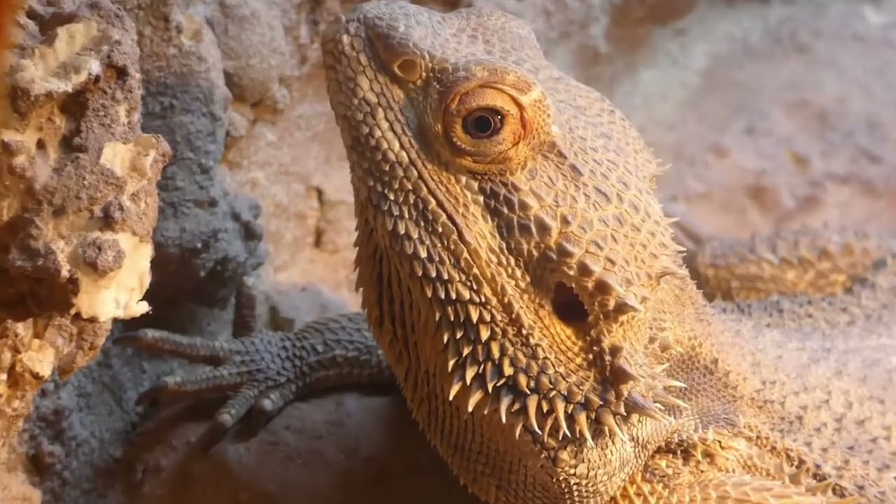 Bearded dragon - Agame barbu (Pogona vitticeps)