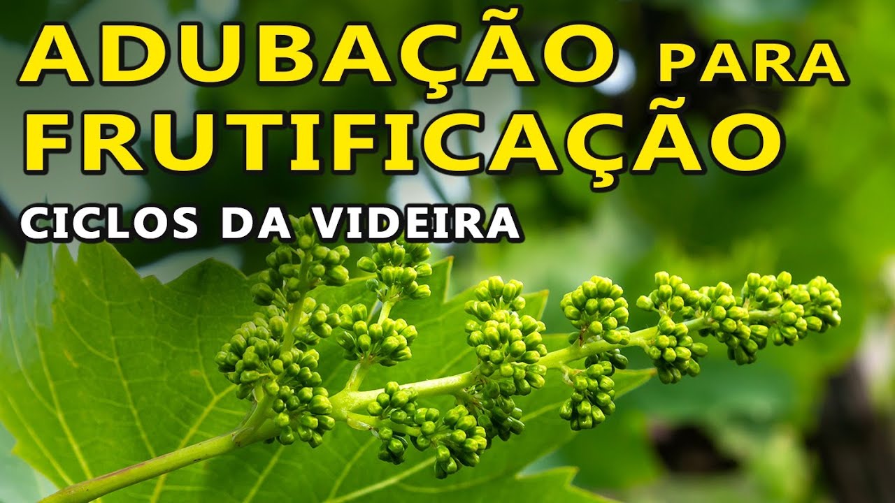 Adubação para Frutificação da Videira   Enchimento e Maturação da Uva