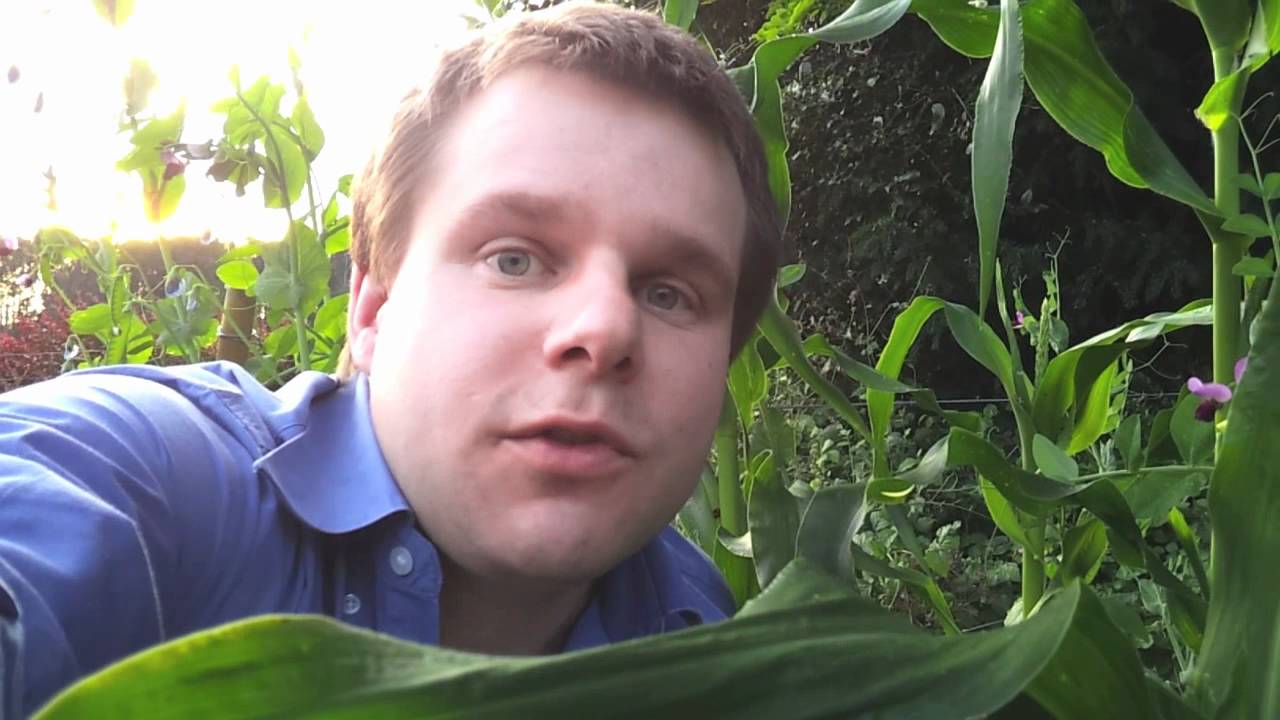 Vegetables are no good as invasive