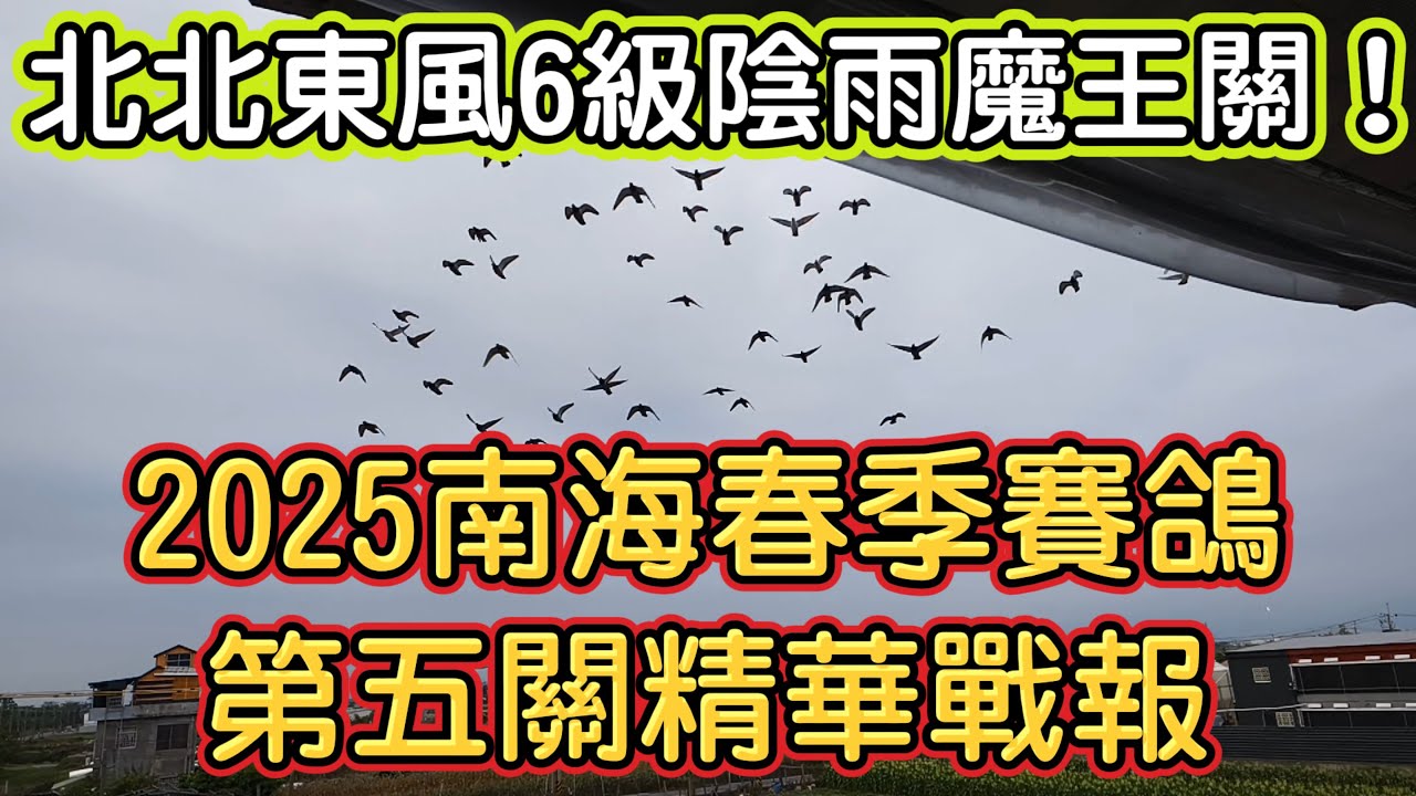 北北東風6級陰雨魔王關！2025南海春季賽鴿第五關精華戰報 #南海春之戰 #種鴿 #養鴿 #海翔 #pigeon #鴿子 #粉鳥 #銘鴿 #鴿會 #琟承鴿舍 #星塵鴿舍 #強豪 #鴿刊