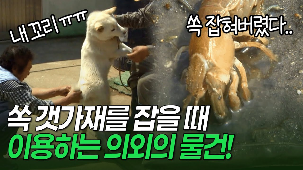 갯가재 잡을 때 이걸? 거제도에서 쏙 갯가재 낚시에 이용하는 의외의 물건! [환경스페셜 바다의 숲 잘피 2편: 공생을 꿈꾸다] / KBS 20121031 방송
