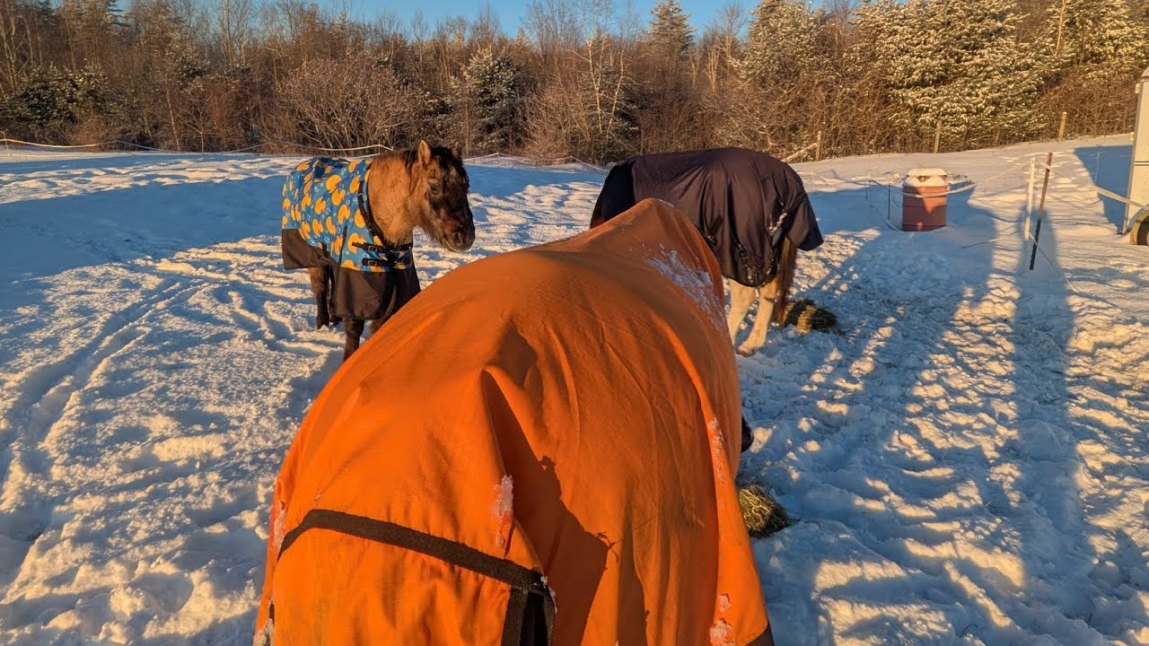 Snowy Morning Update