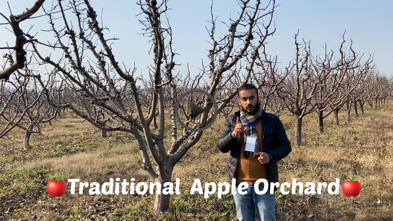 Traditional Apple Orchard (Multi Leader System)