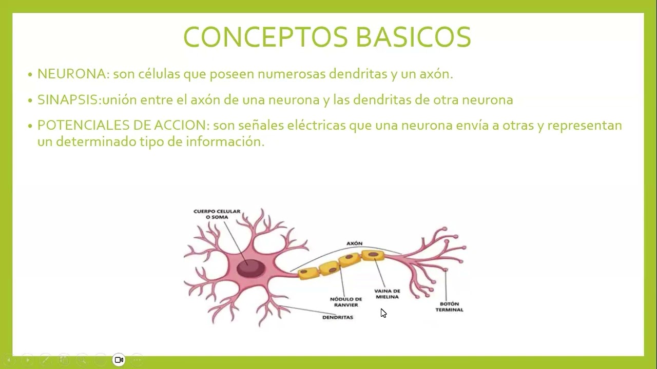 2  Neurofisiologia  1er Clase