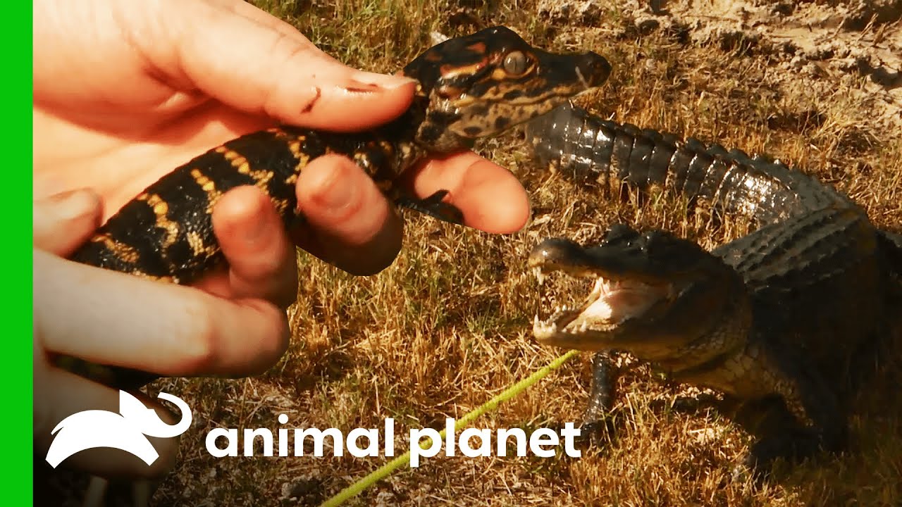 Baby Gator Is Used To Lure Out Mother | Lone Star Law