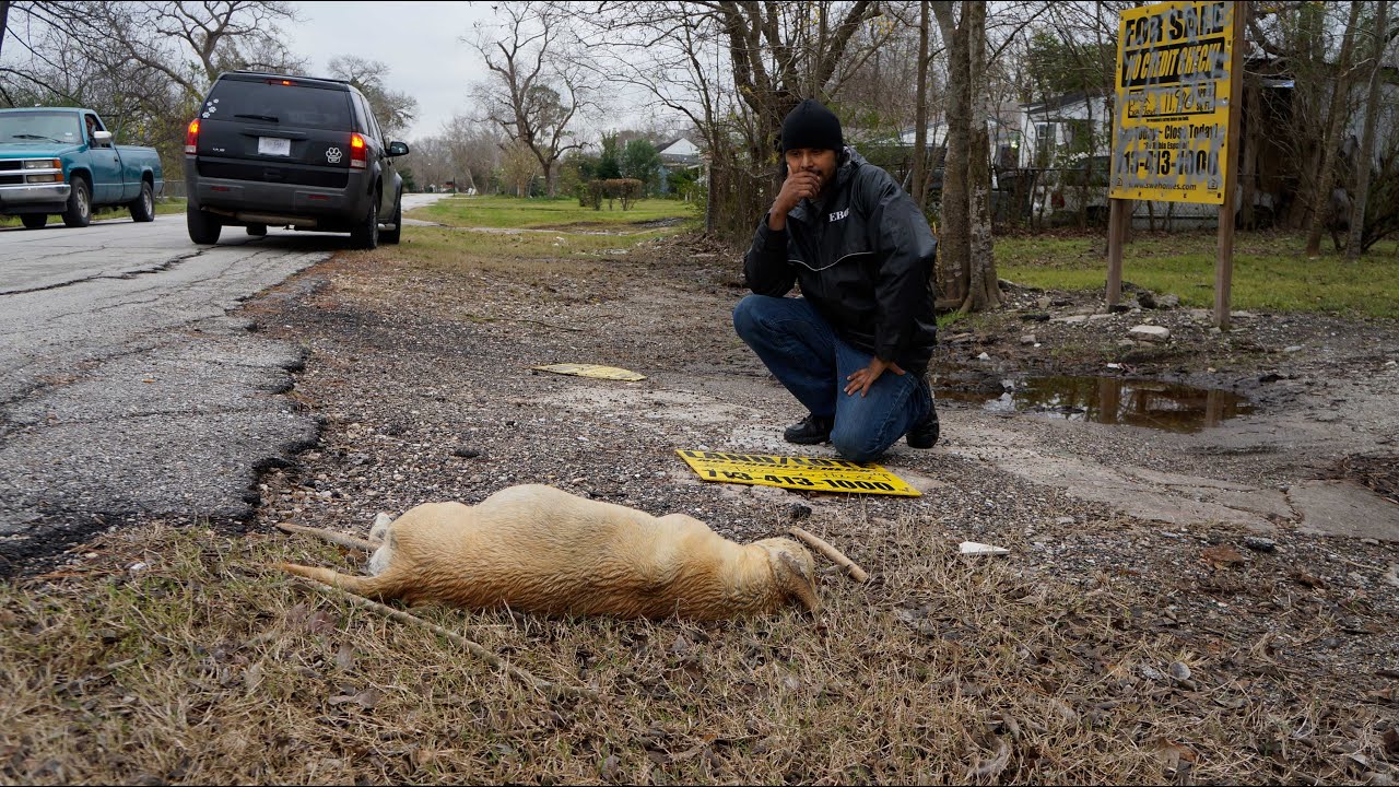 Hope For Paws Rescue Dog On Trash Pile In Abandoned House - Then This!