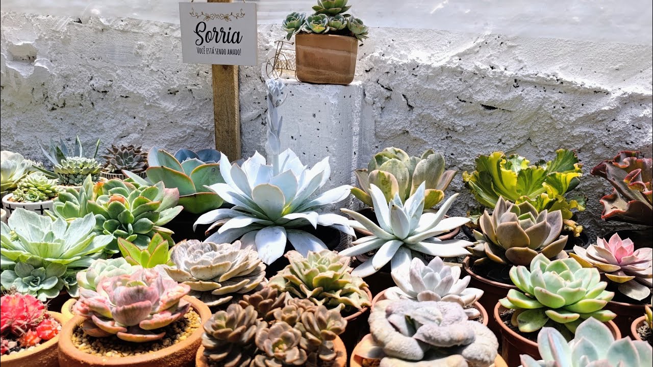 Novo espaço suculento para te inspirar 🥰