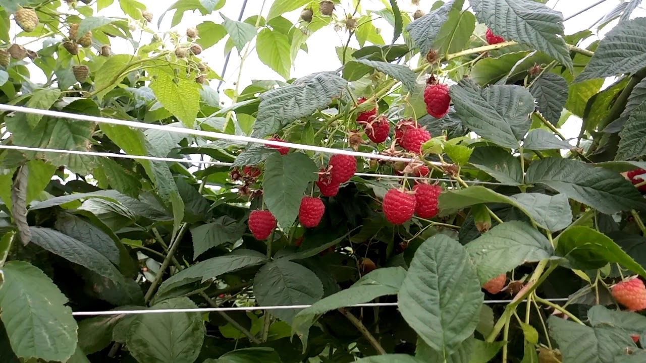 Odmiana maliny Enrosadira
