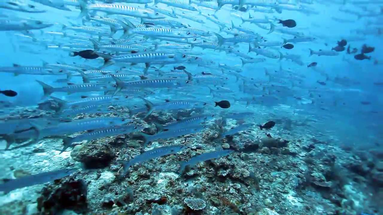 Scuba Diving Sipadan 2009