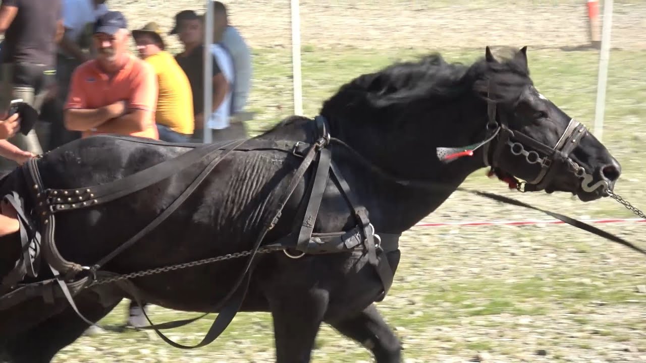Concurs cu cai de tractiune proba de simplu Rasnov, Brasov 16 Iulie 2023 Nou!!!