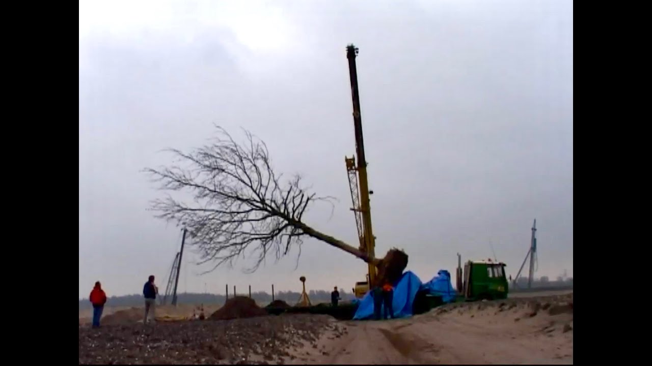 Platanen voor Pampuspark - Verhuizing platanen van de RAI naar IJburg in 2005