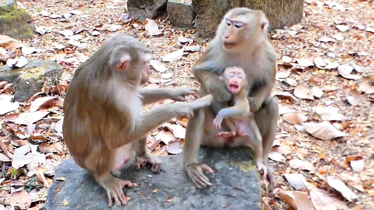 Reaction Other Monkey want to take Baby Lucan away from Mom Loy what Happen next !
