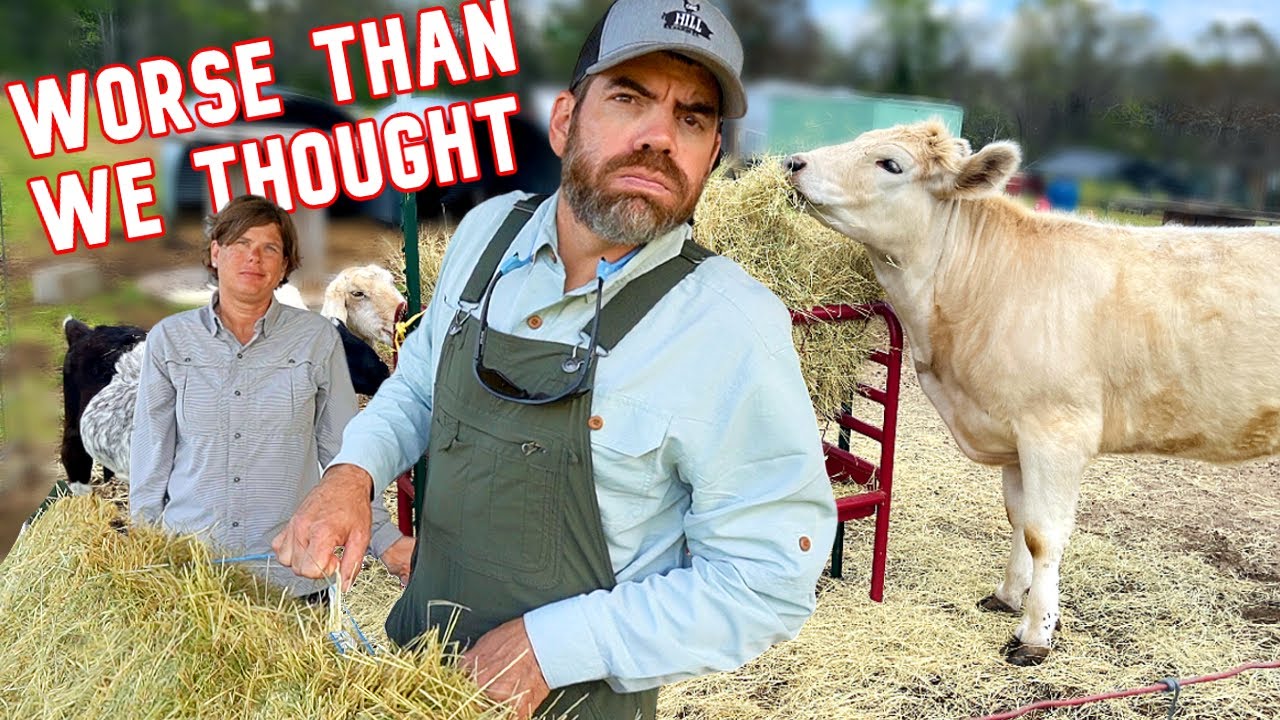 Hay Shortage Hits The Farm: The Good, the Bad, and the Hopeful!!