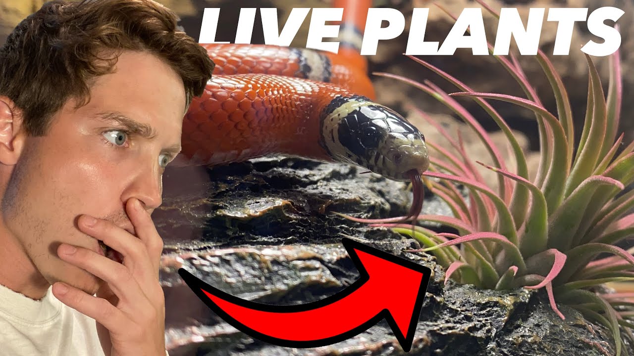 I Added LIVE PLANTS To My Nelson's Milk Snake Enclosure!!!