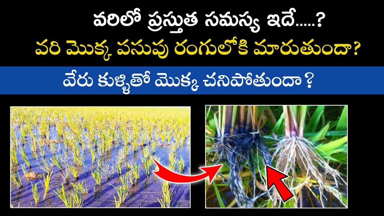 Yasangi varilo poshakala lopam || వరిలో వేరు కుళ్ళు || జింక్ లోపం  || పోటాష్ లోపం || ఎఱ్ఱ తెగులు