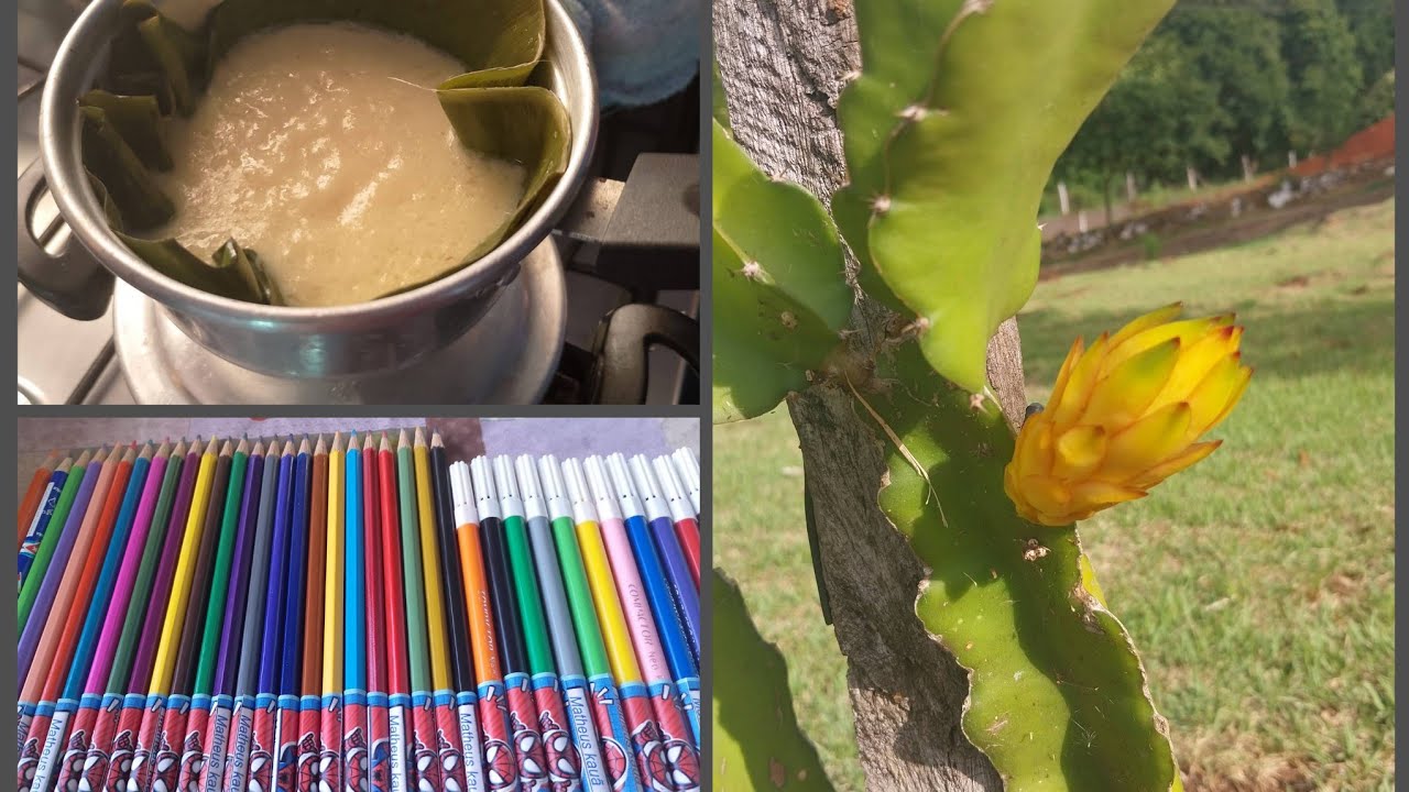 Pitaia Soltou Flor🥰/ Tentei Fazer Pamonha De Cuscuzeira🫤/ Arrumando O Material Do Matheus 2026 🎒