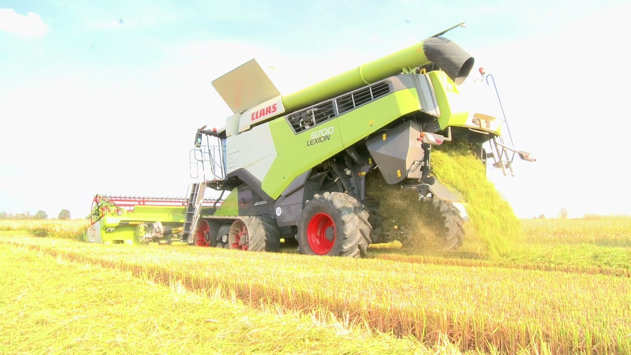 Claas Lexion8700/barra Convio raccolta riso az. agr. La Pista-Rice Harvester 2021 Claas Lezion 8700