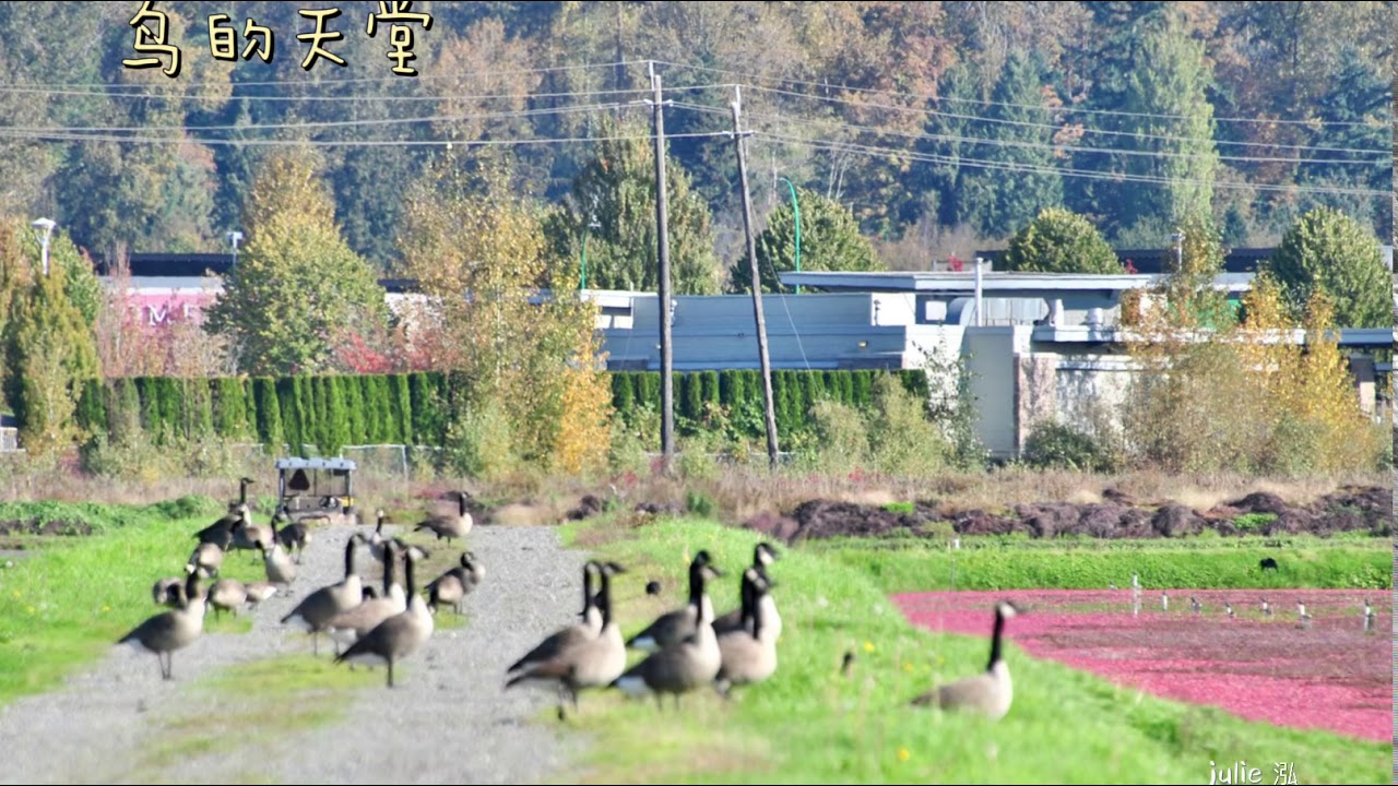 鸟的天堂