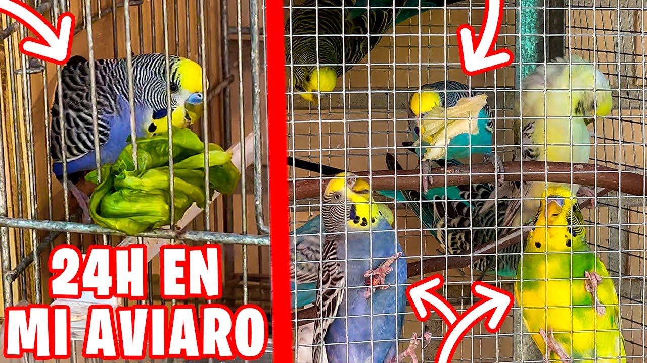 24H EN MI AVIARIO DE PERIQUITOS