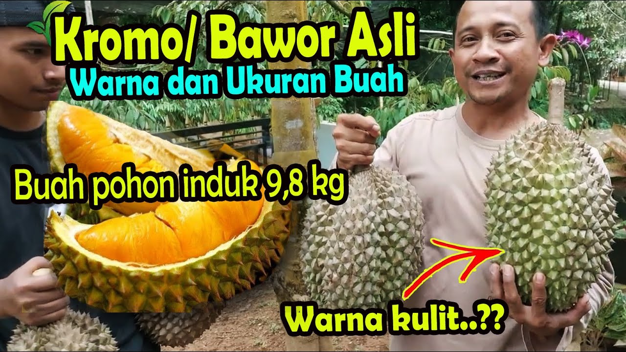 Durian Bawor Banyumas dari bibit indukan asli