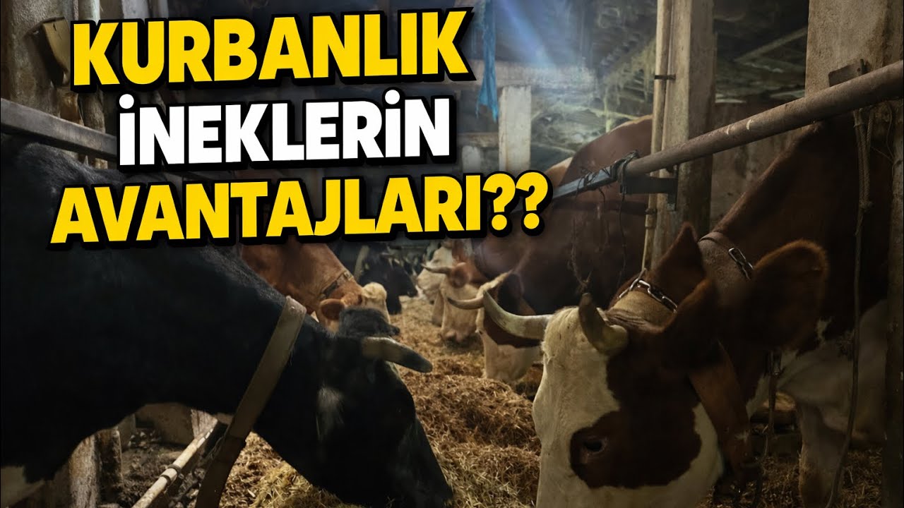 KURBANLIK İNEKLER.. KURBANDA İNEK KESMENİN AVANTAJLARI !!! #çiftlikişleri #kurbanlık #inek #farming 