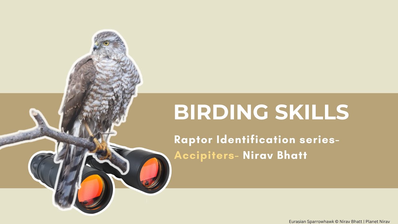 Accipiter Identification in India | By Nirav Bhatt