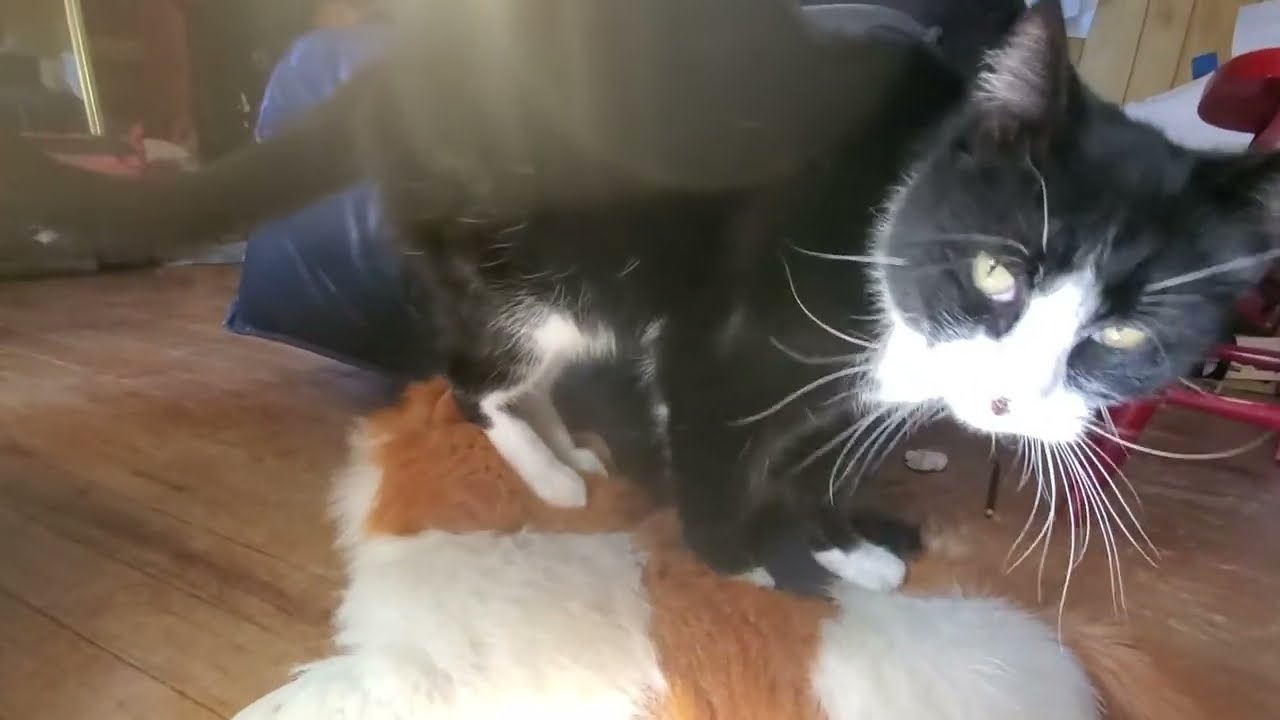 Cat Kneading with all 4 Paws