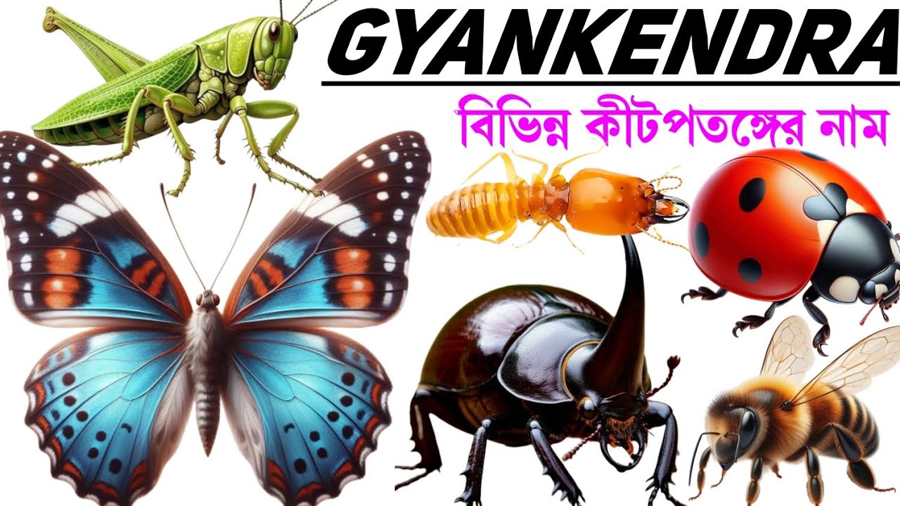 বিভিন্ন কীট পতঙ্গের নাম | Educational videos for kids in Bengali and English | Various Insect names