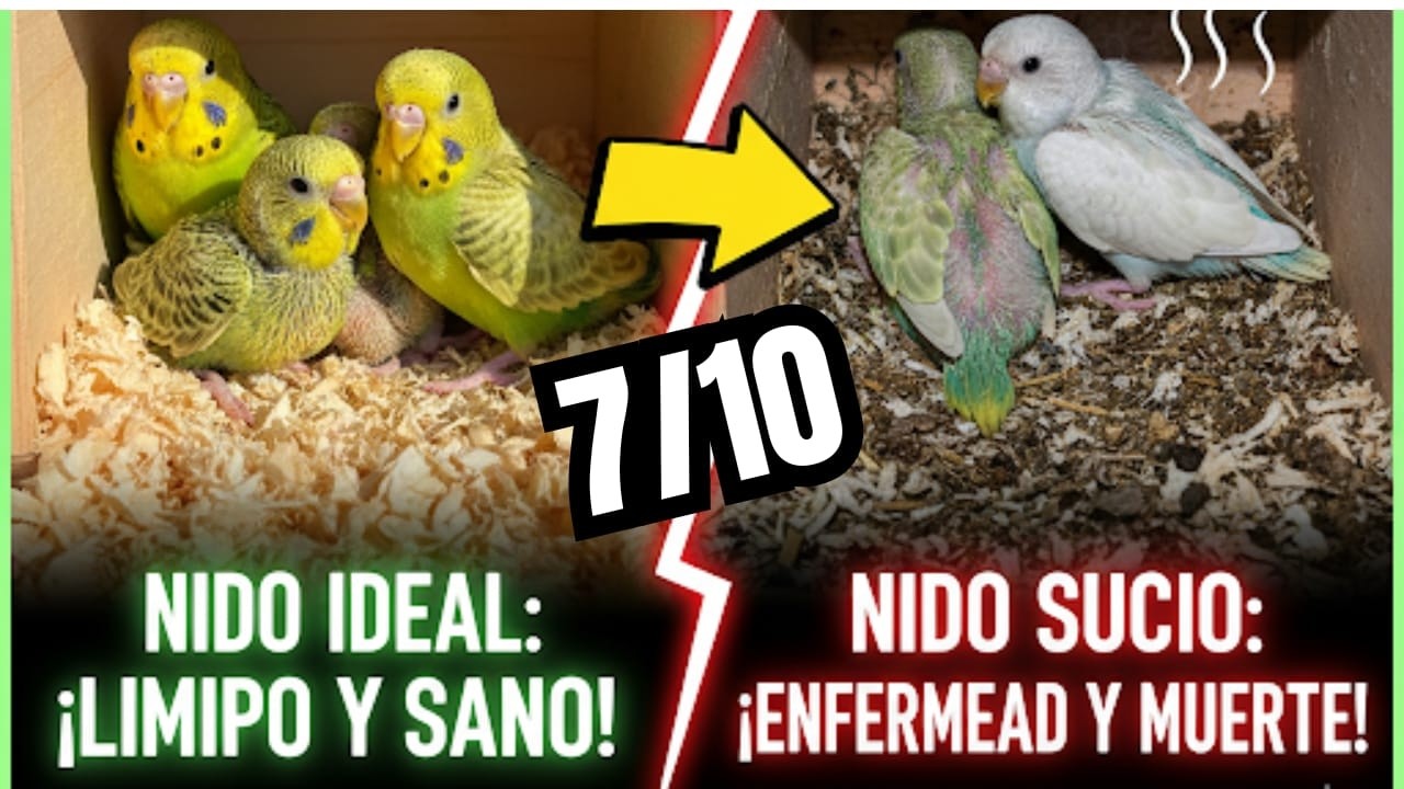😱NUNCA USES MATERIAL DENTRO DEL NIDO DE TUS PERIQUITOS AUSTRALIANOS😱