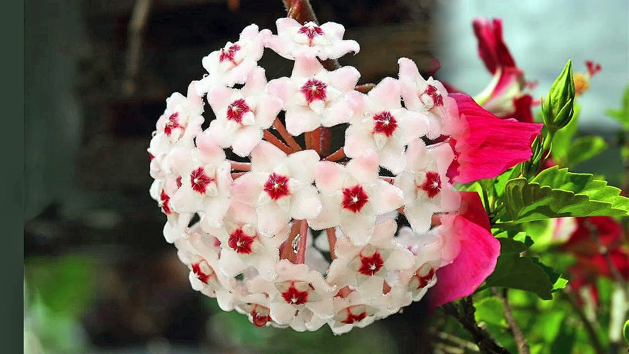 I fiori tropicali più belli del mondo