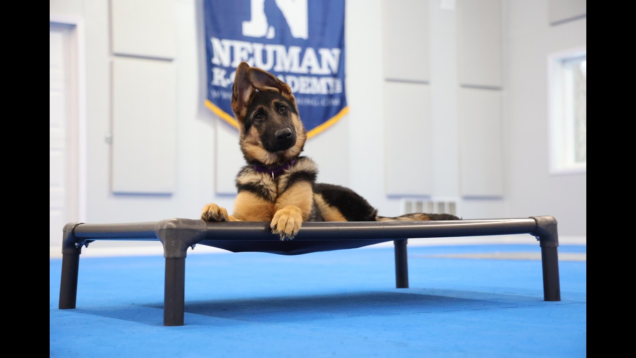 Koda (German Shepherd) Puppy Camp Dog Training Video Demonstration