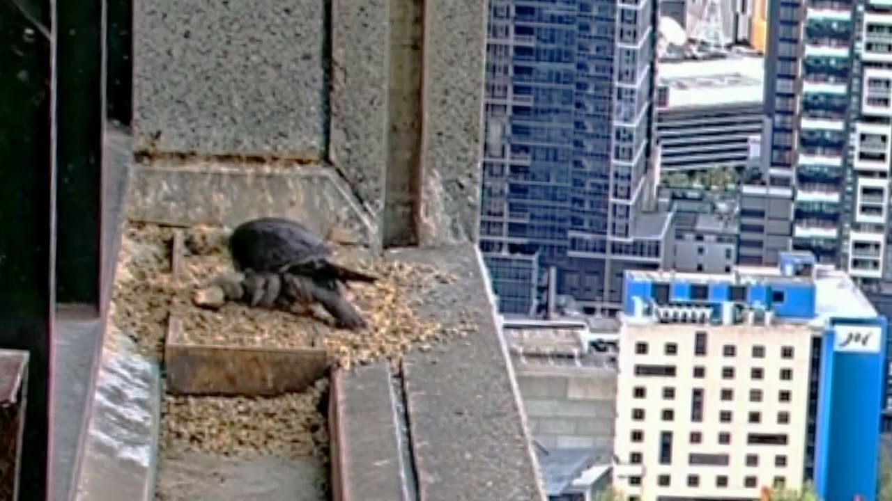 PE#01- Review mother birds brings food to feed her babies in the nest, baby birds life 