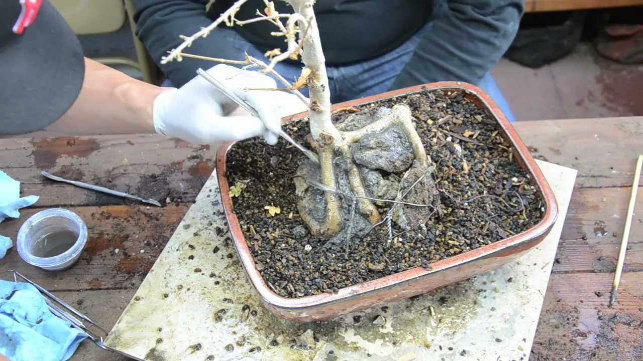 High Desert Bonsai - Root Over Rock Project