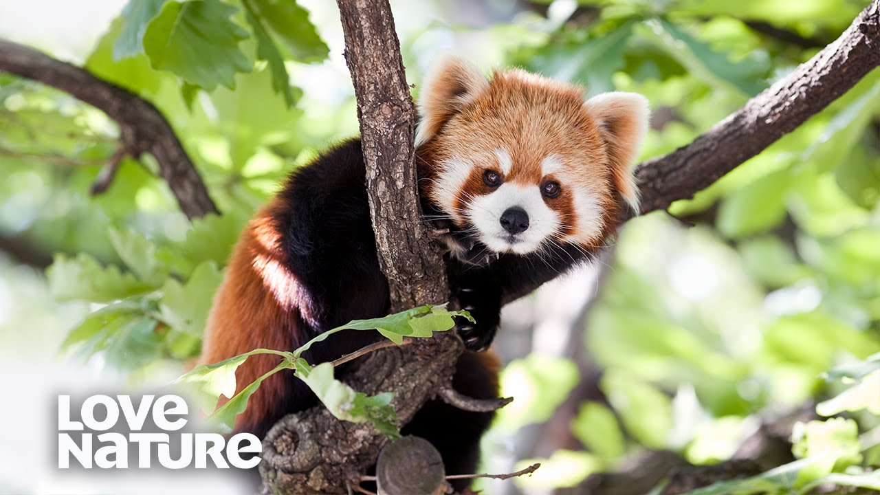 Why Do These Animals Live In Trees? | Survival of the Weirdest | Love Nature