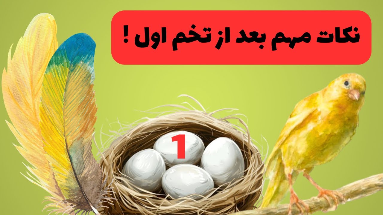 «بعد از تخم اول چی کار کنیم؟ نکات طلایی!»