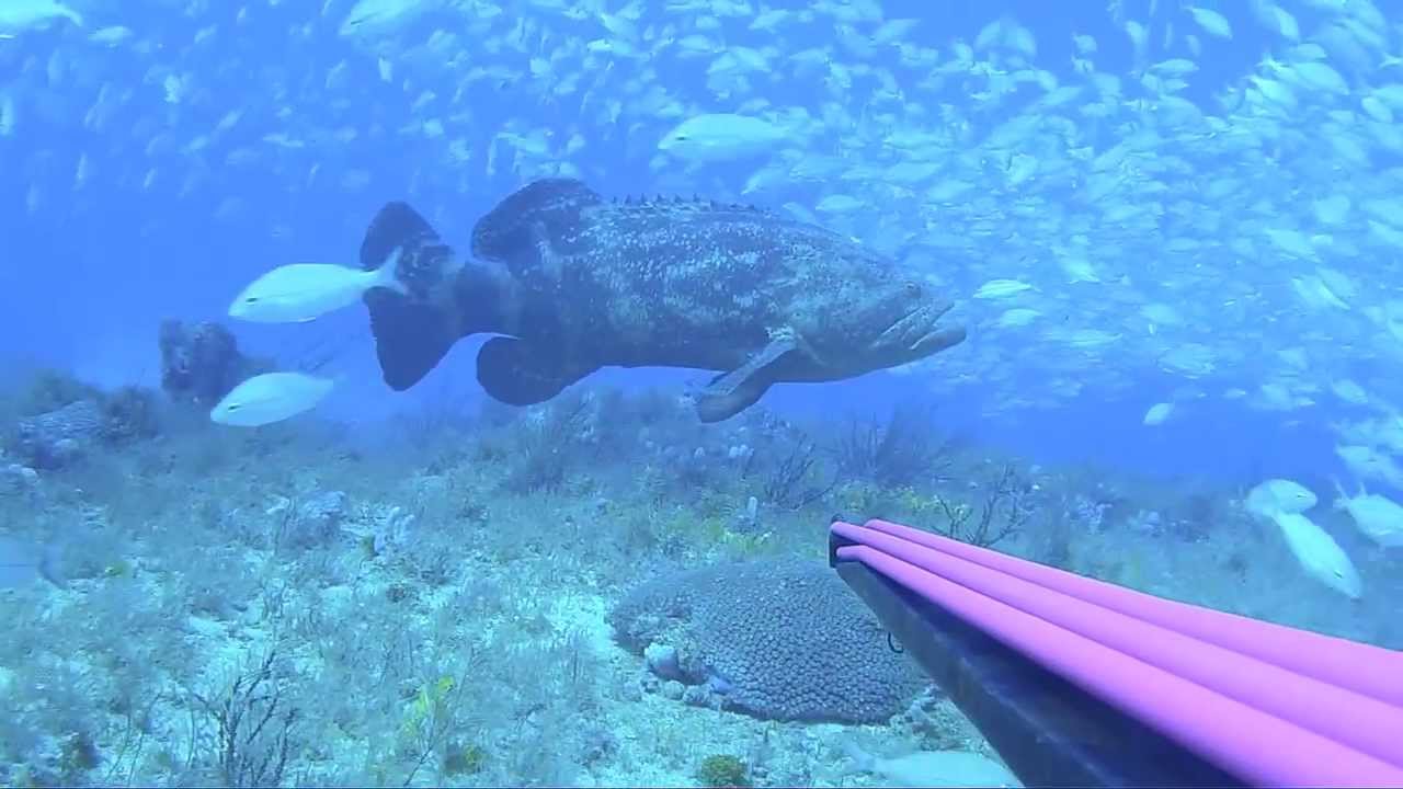 Spearfishing Miami