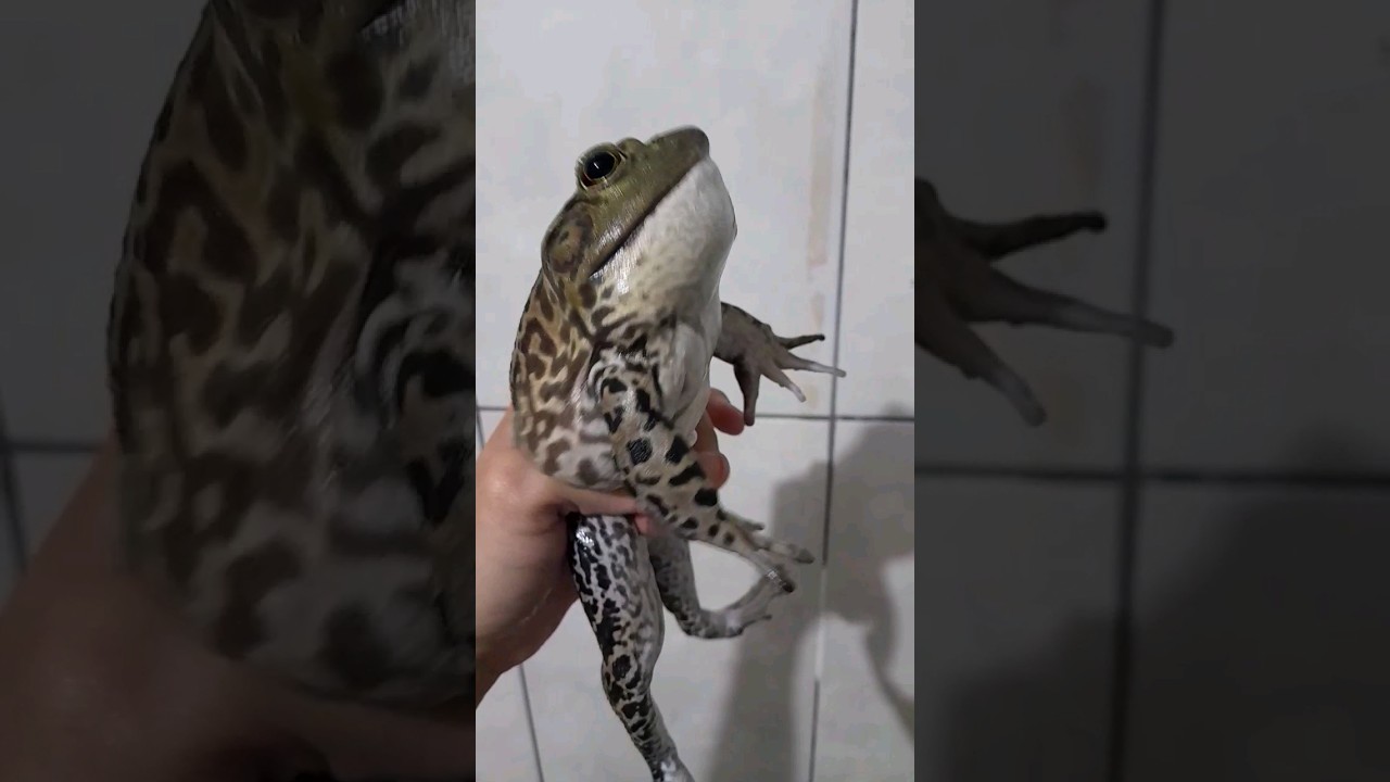 MEU RÃ TOURO COAXANDO