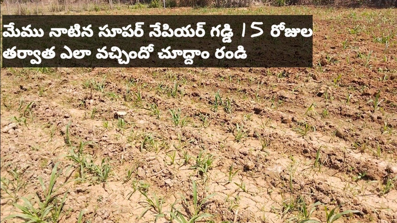 మేము నాటిన super napier grass 15 days తర్వాత ఎలా వచ్చిందో చూడండి # super napier grass # viral video#