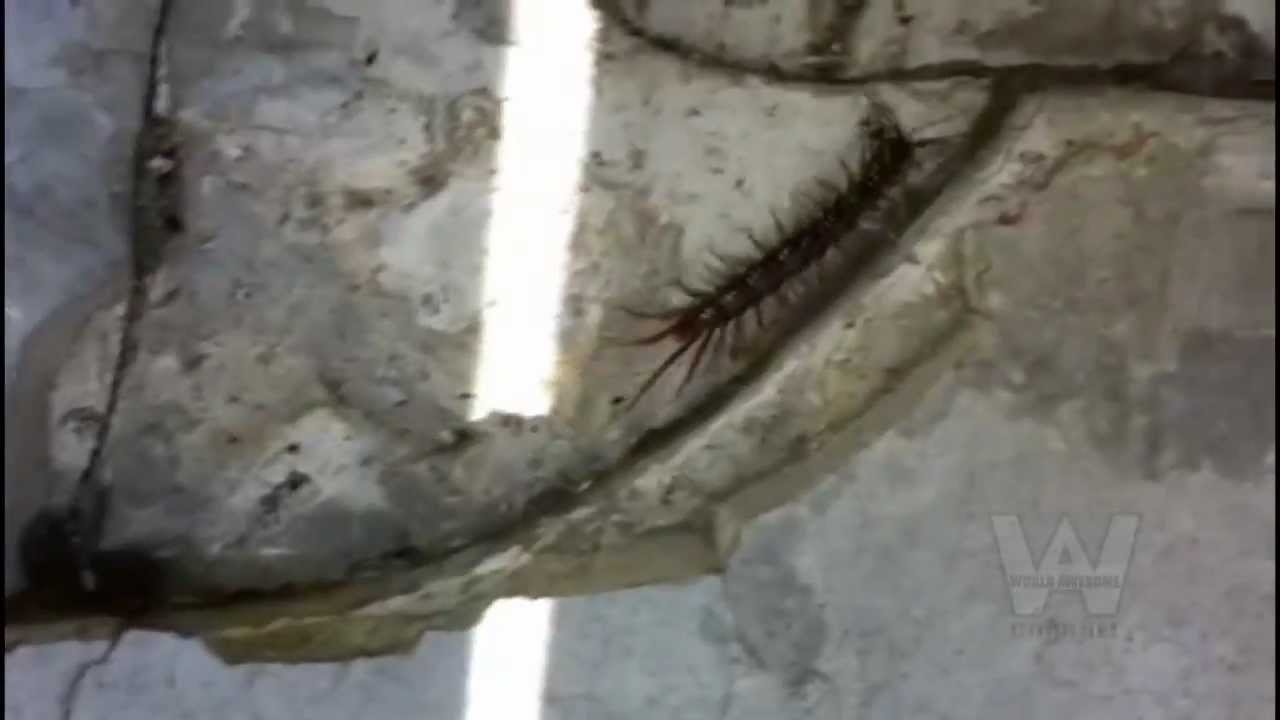 Giant Centipedes are Carnivores!