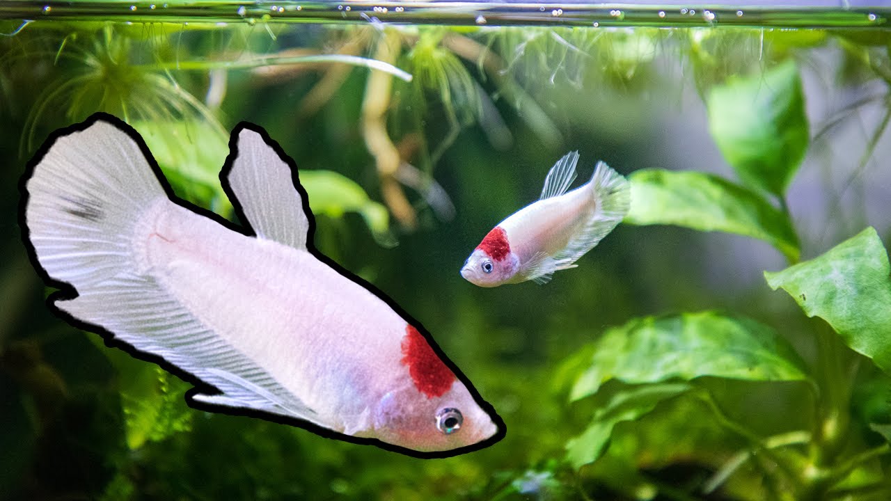 RARE 🔴 TANCHO KOI BETTA