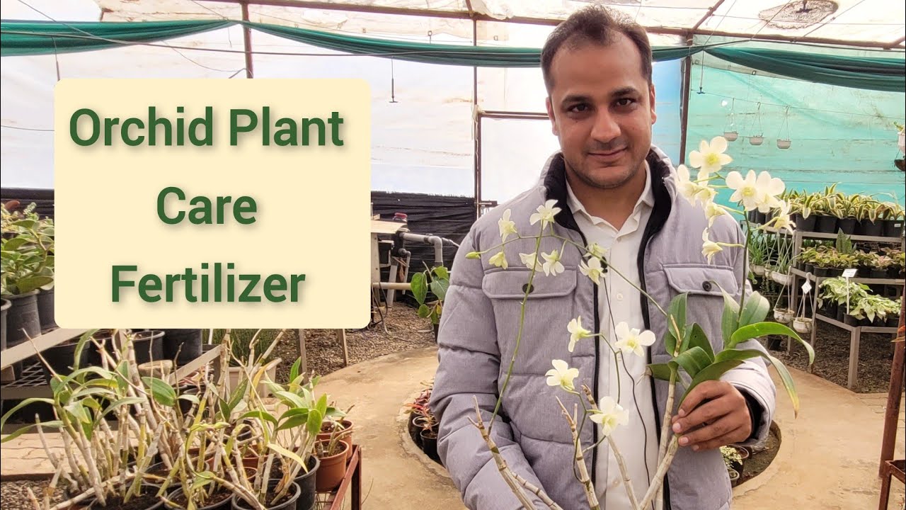 How to grow n care orchid plants @shampysgarden, आर्किड का सीक्रेट जानलो नर्सरी के मालिक से