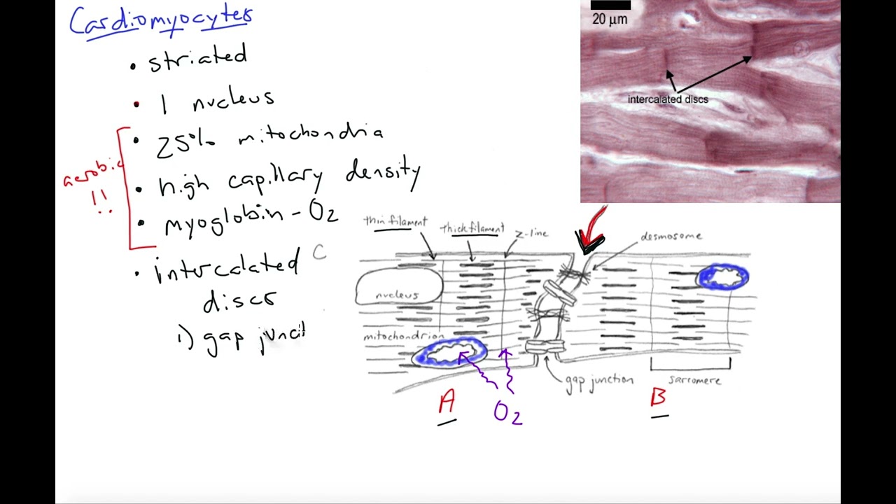 Cardiomyocytes (introduction)