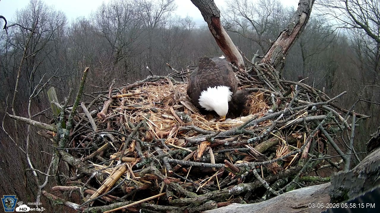 Highlights   Hanover Eagles Live Cam   HDOnTap — Mozilla Firefox 2026 03 06 17 58 16